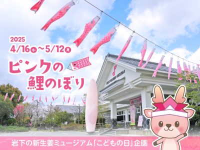 画像：ピンクの鯉のぼり